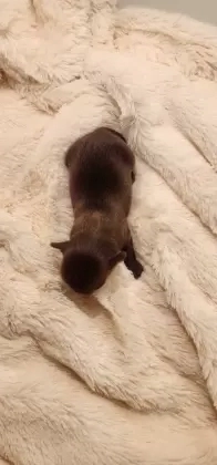 Machinho chocolate 100% sólido 