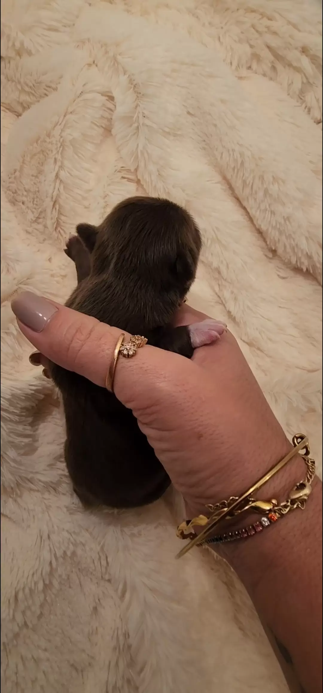 Machinho, chocolate com luva branca na patinha esquerda, pelo longo