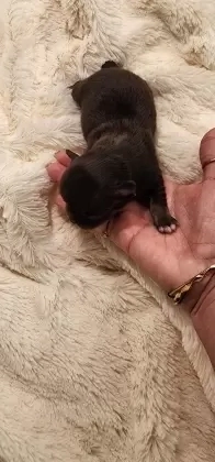 Machinho chocolate com peito branco, pelo longo