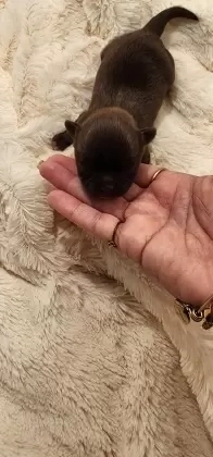 Machinho chocolate com peito branco, pelo longo