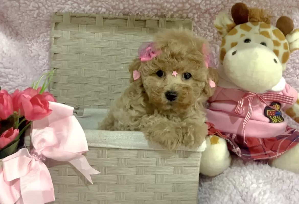 Poodle abricot Bella