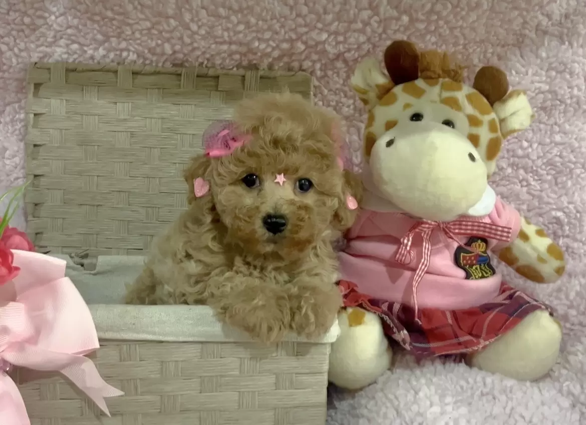 Poodle abricot Bella