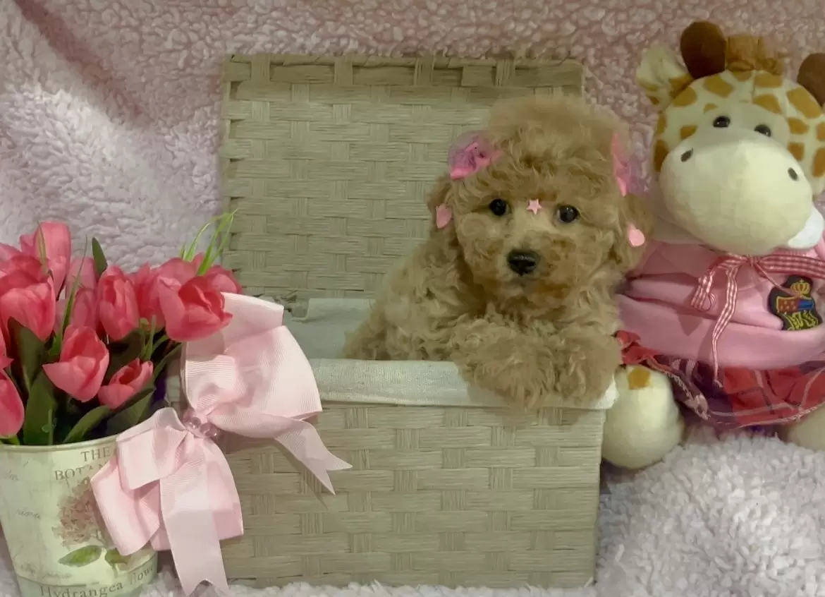 Poodle abricot Bella