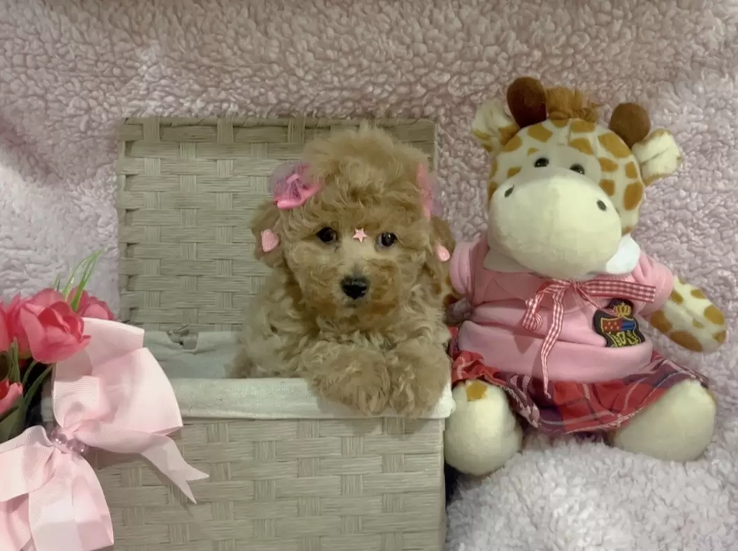 Poodle abricot Bella