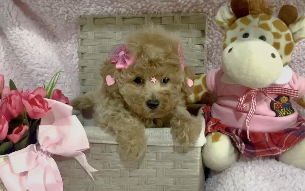 Poodle abricot Bella