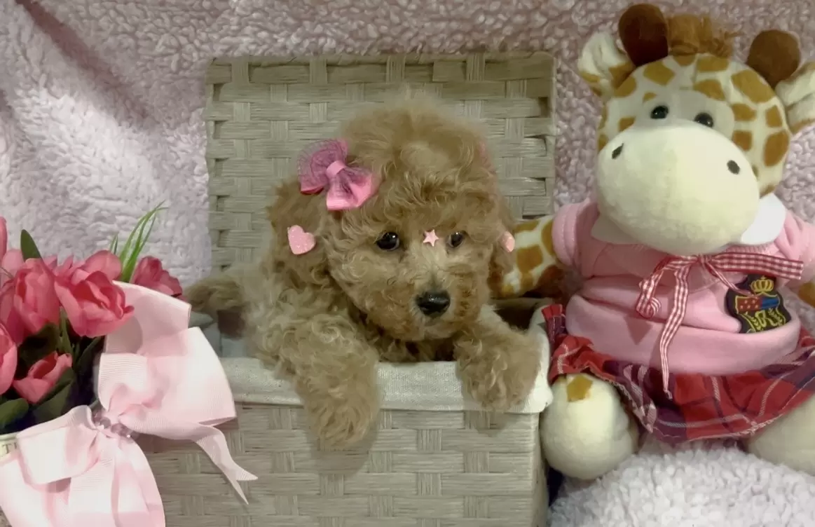 Poodle abricot Bella