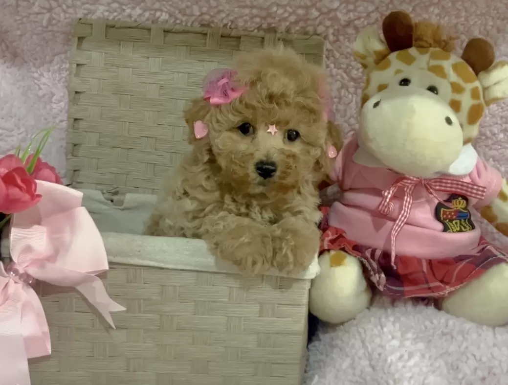 Poodle abricot Bella