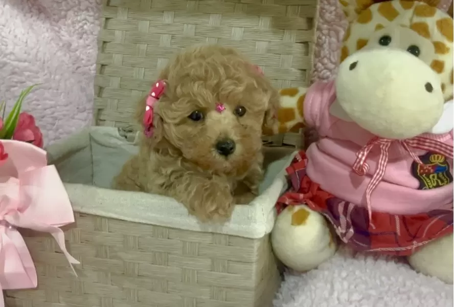 Poodle abricot Baby