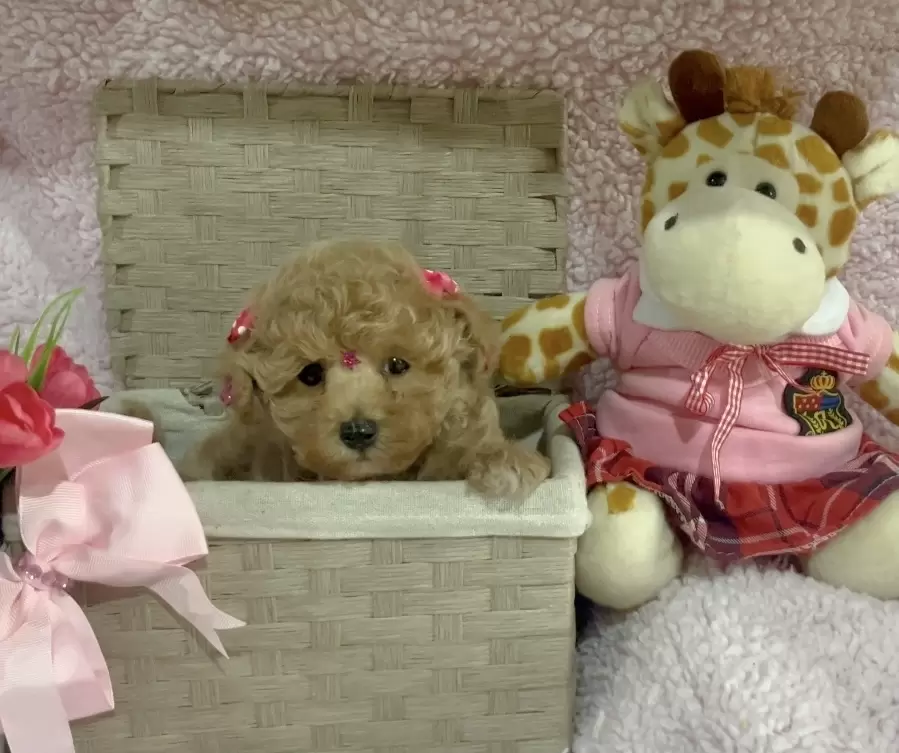 Poodle abricot Baby