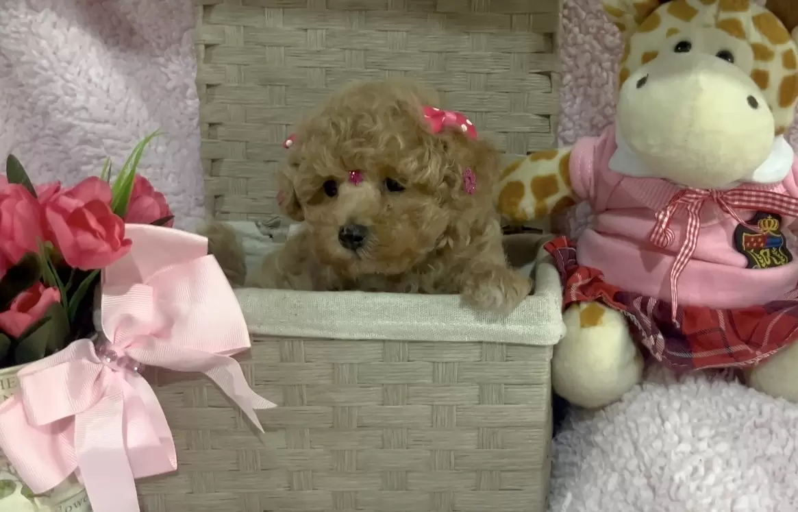 Poodle abricot Baby