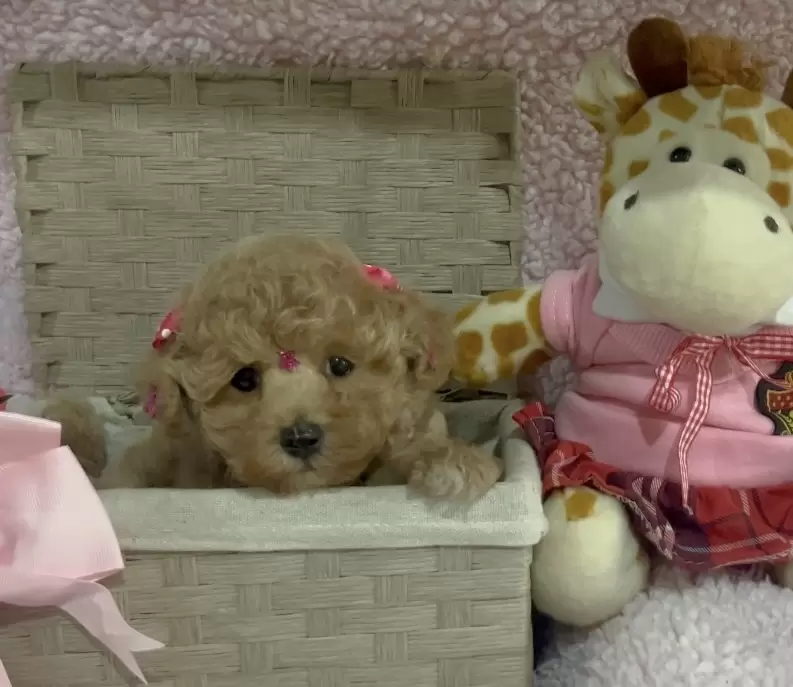 Poodle abricot Baby