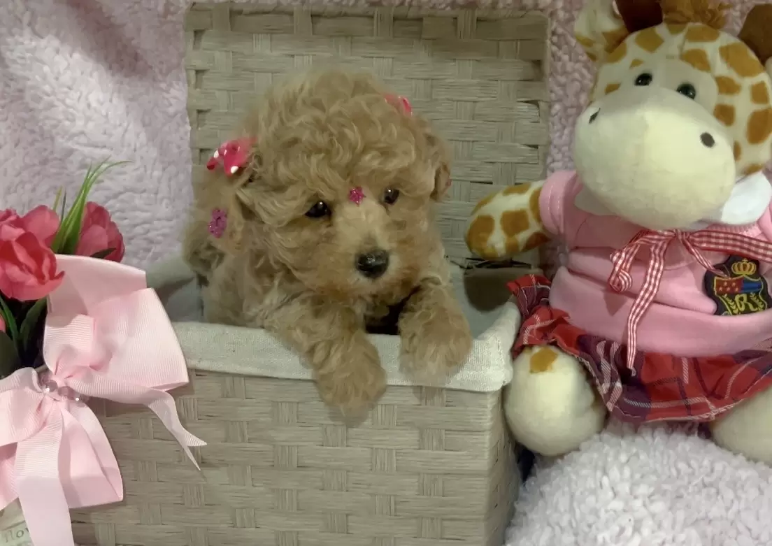 Poodle abricot Baby