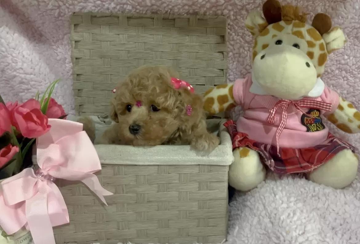 Poodle abricot Baby