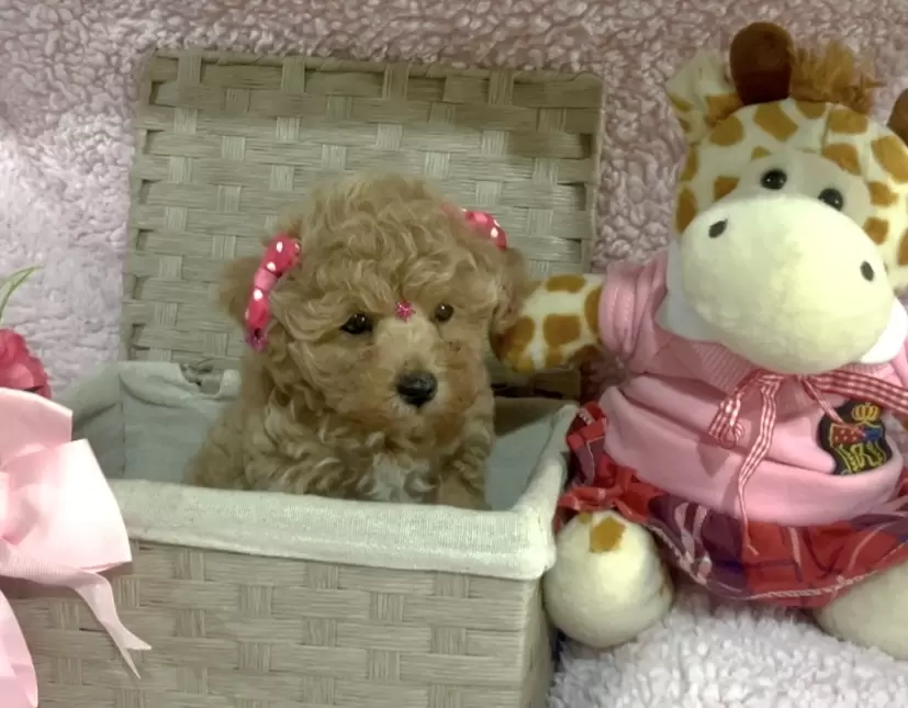 Poodle abricot Baby