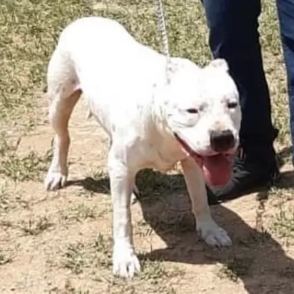Apolo