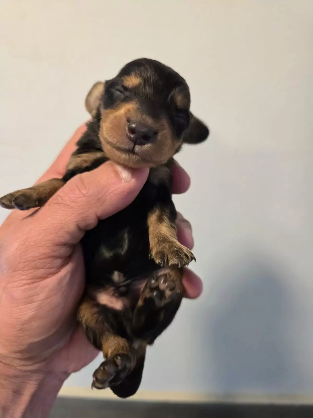 Black and tan Longo 