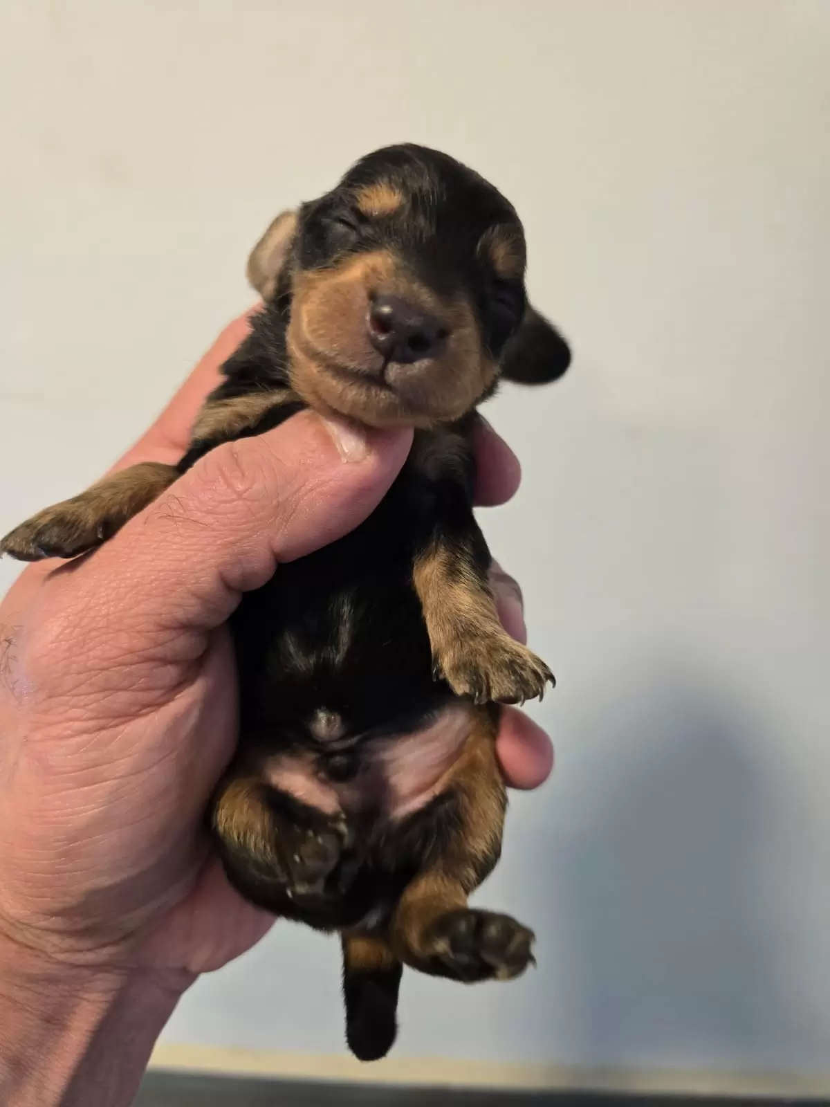 Black and tan Longo 