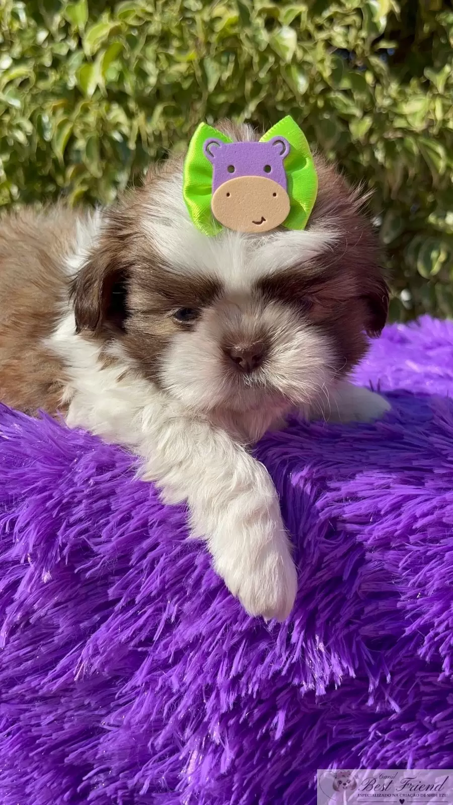 Filhote de Shih Tzu Macho, pelagem branca e figado, olhos verdes. 0001