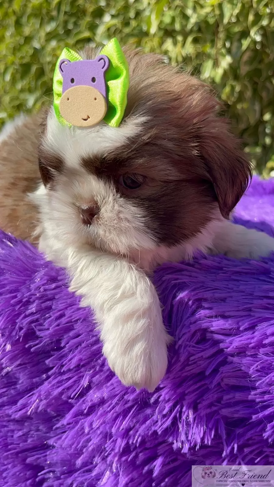 Filhote de Shih Tzu Macho, pelagem branca e figado, olhos verdes. 0001