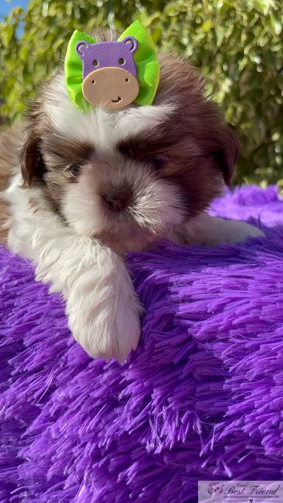 Filhote de Shih Tzu Macho, pelagem branca e figado, olhos verdes. 0001