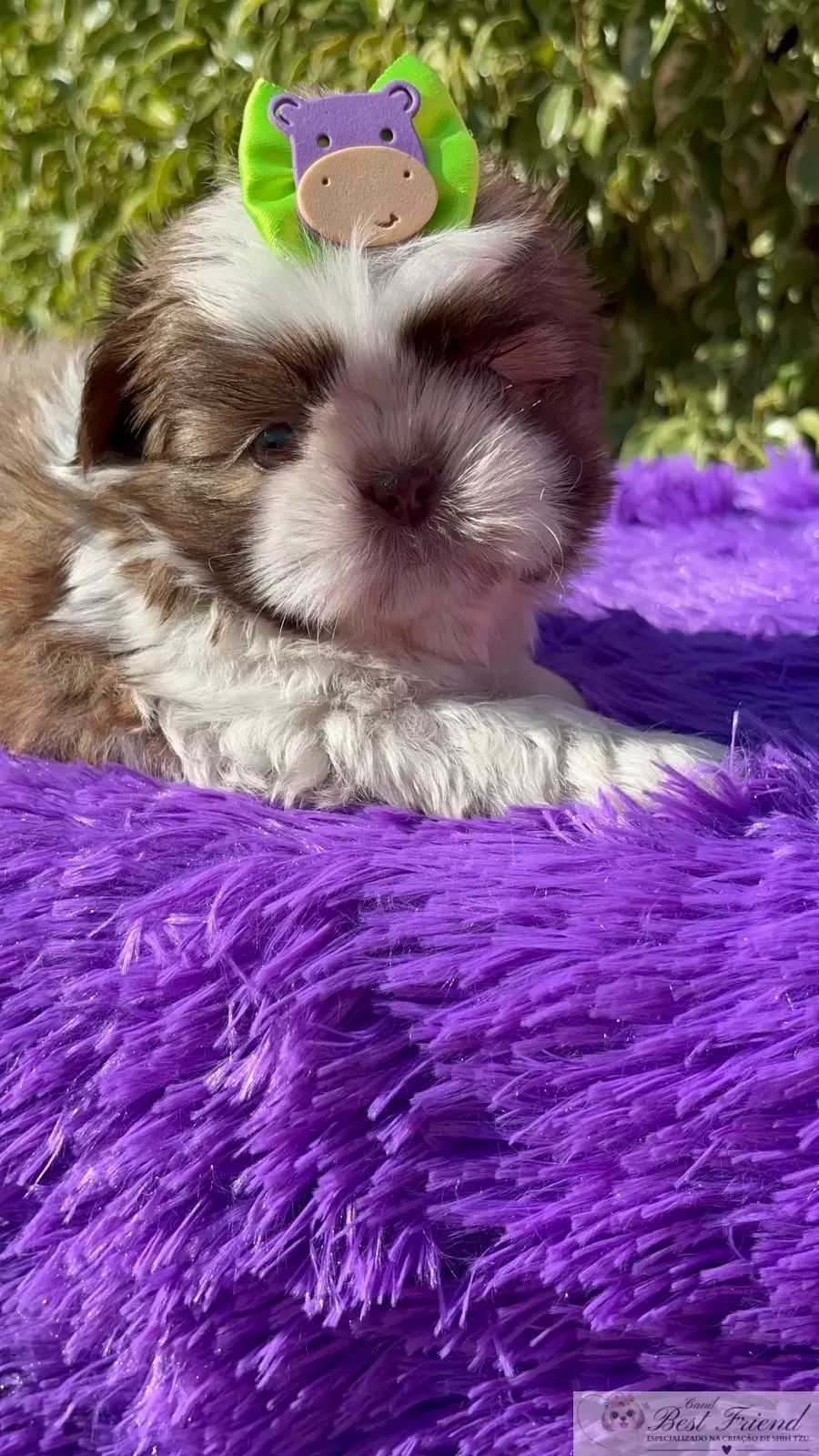 Filhote de Shih Tzu Macho, pelagem branca e figado, olhos verdes. 0001