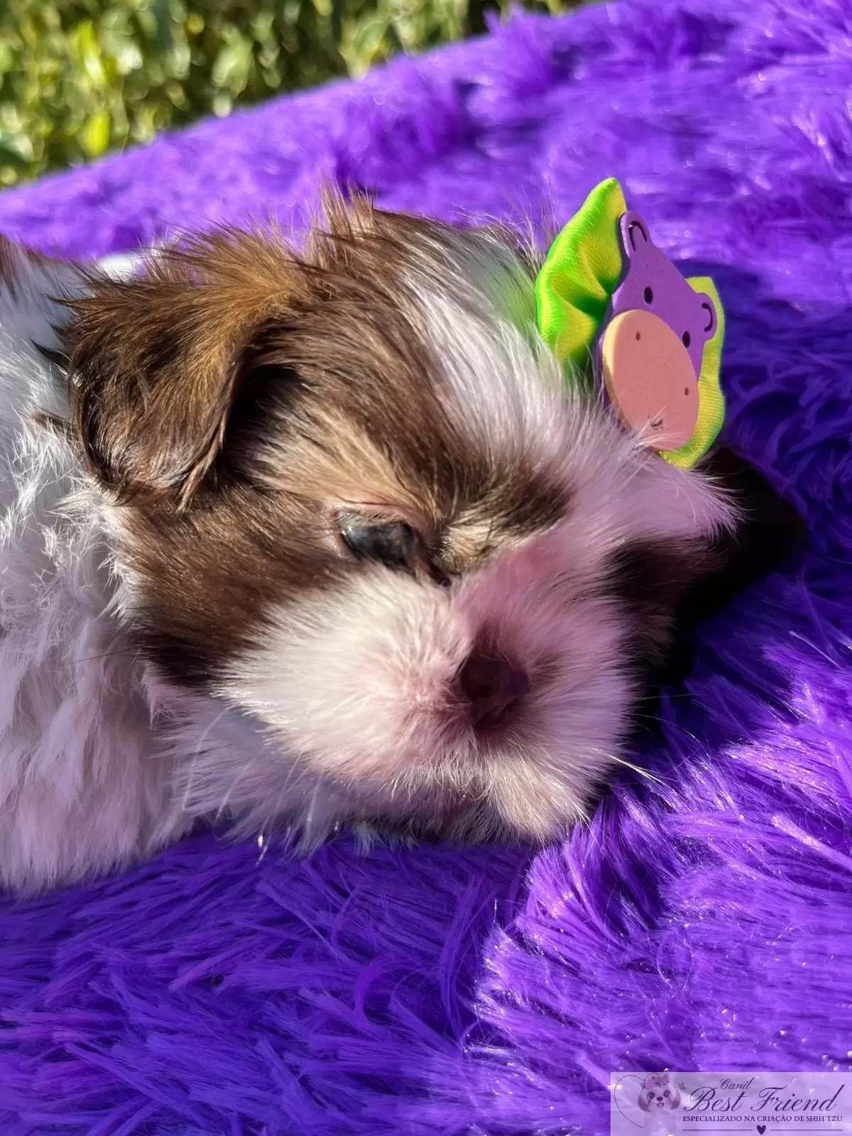 Filhote de Shih Tzu Macho, pelagem branca e figado, olhos verdes. 0001
