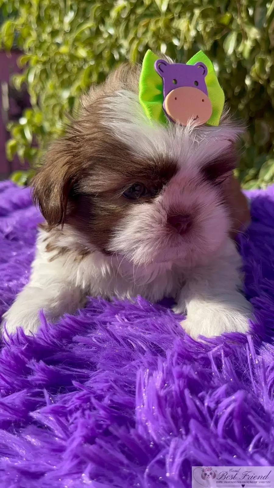 Filhote de Shih Tzu Macho, pelagem branca e figado, olhos verdes. 0001