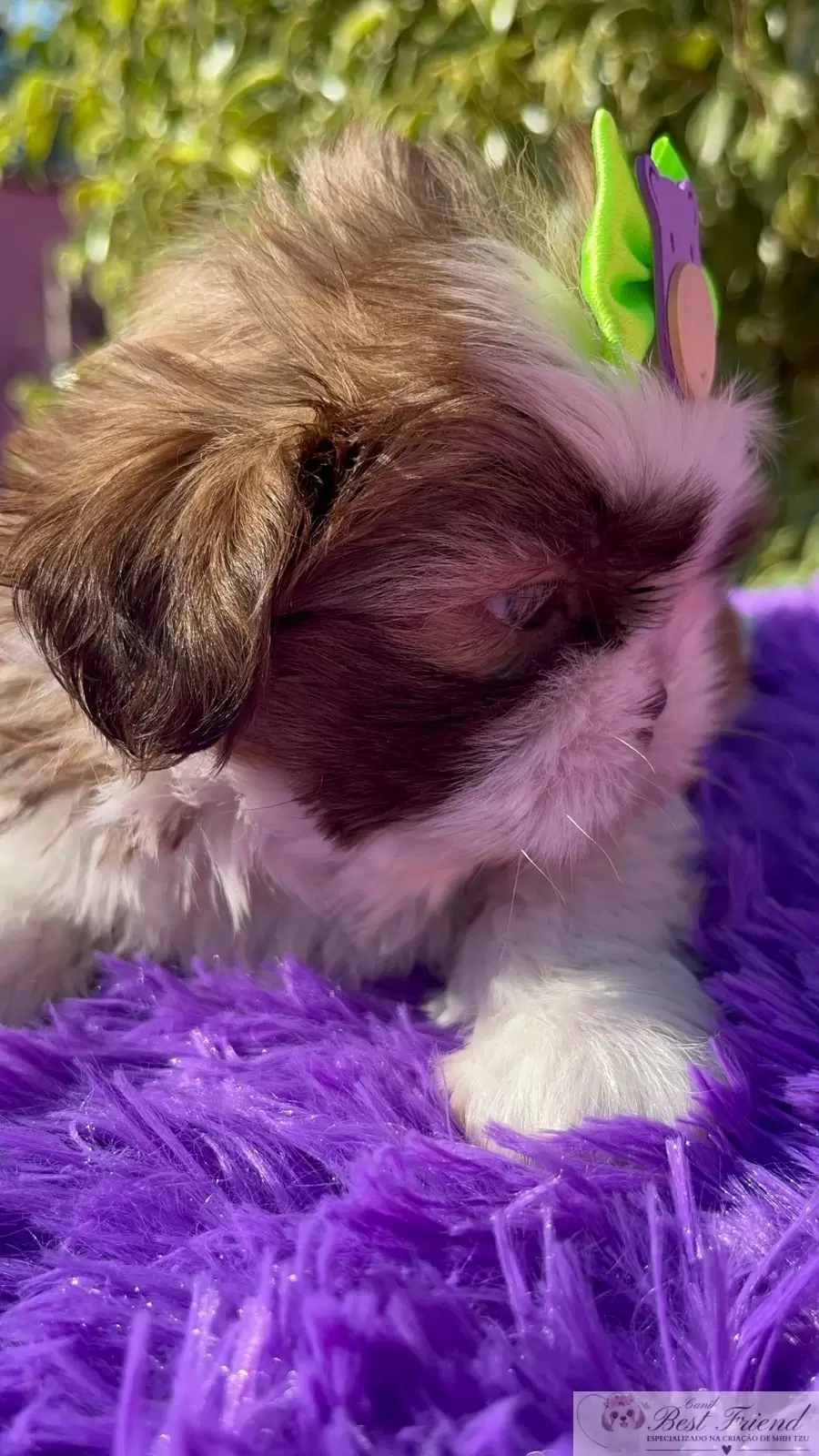 Filhote de Shih Tzu Macho, pelagem branca e figado, olhos verdes. 0001