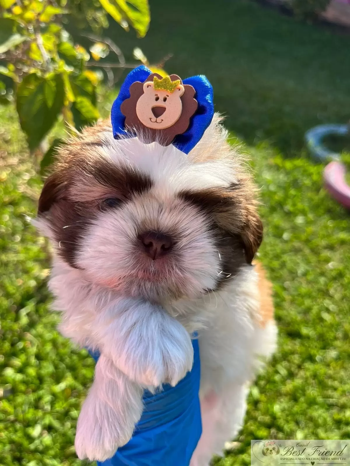 Filhote de Shih Tzu Macho, pelagem branca e figado, olhos verdes. 0001