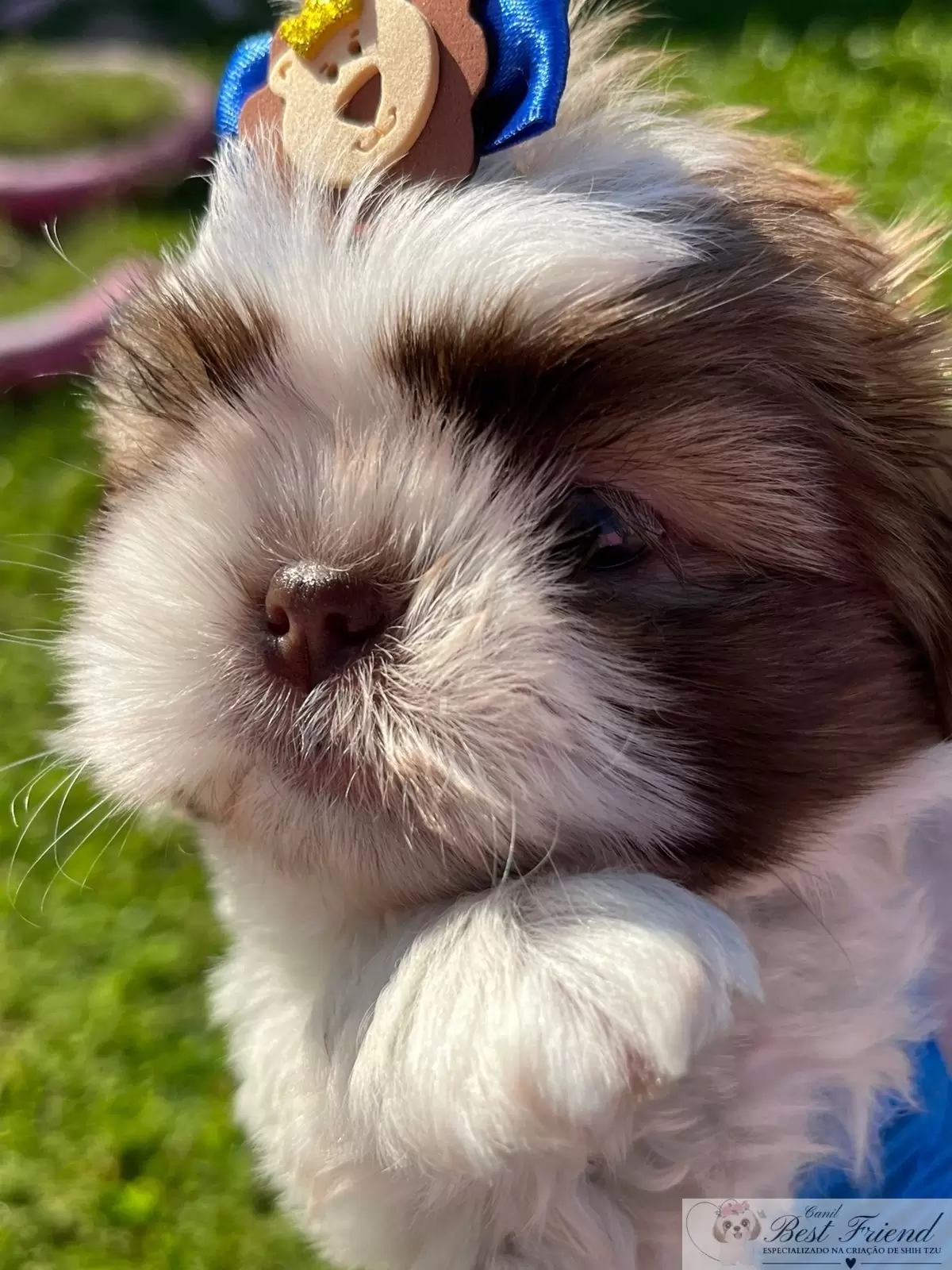 Filhote de Shih Tzu Macho, pelagem branca e figado, olhos verdes. 0001