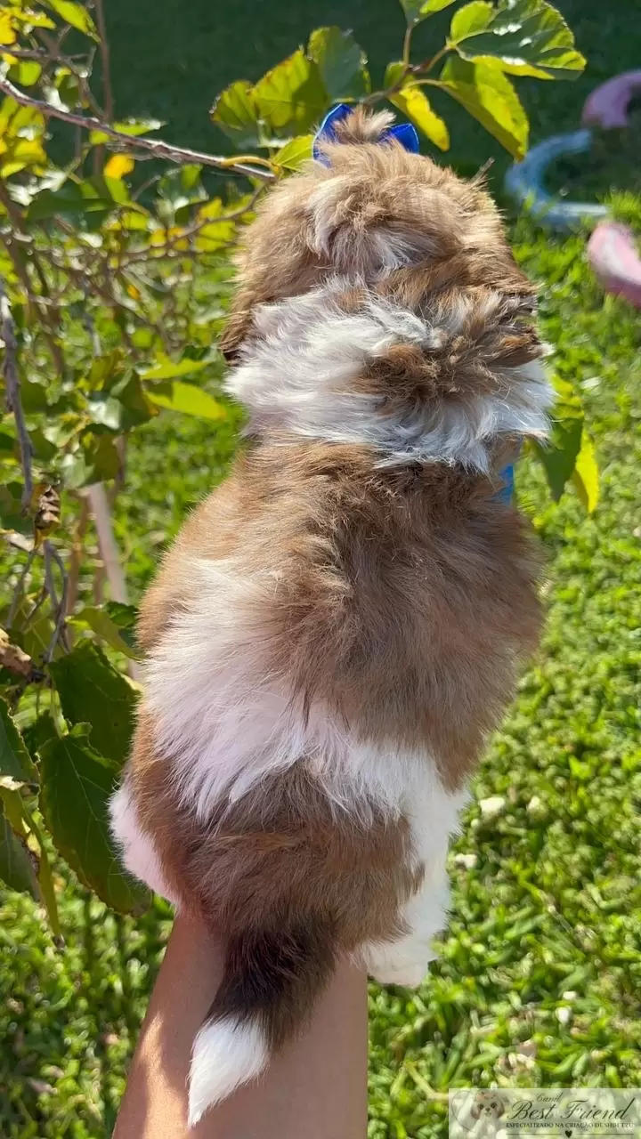 Filhote de Shih Tzu Macho, pelagem branca e figado, olhos verdes. 0001