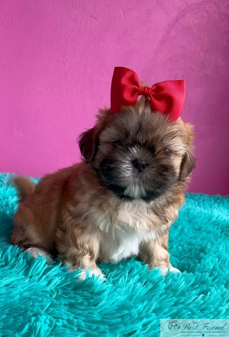 Shih Tzu macho pelagem caramelo