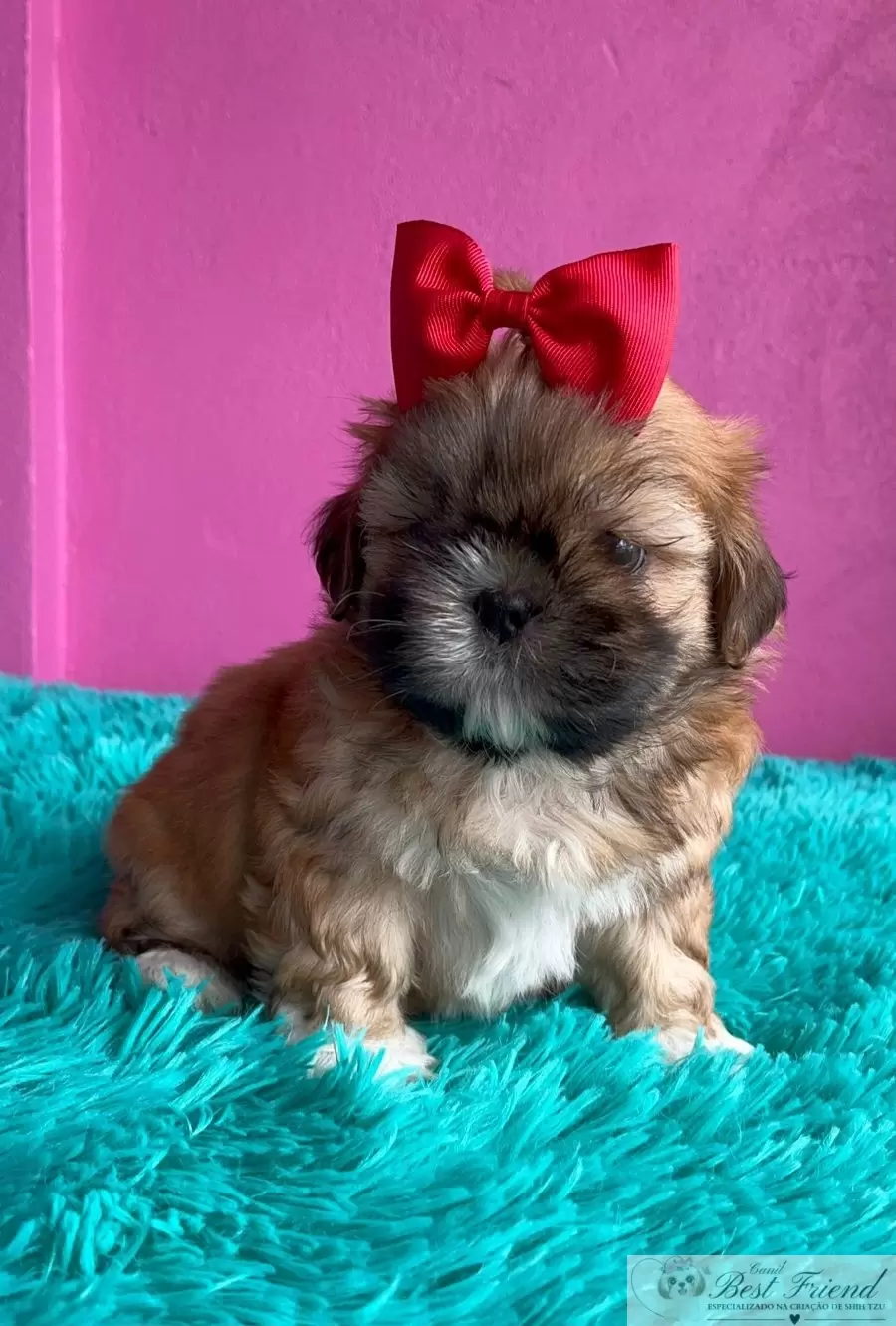 Shih Tzu macho pelagem caramelo