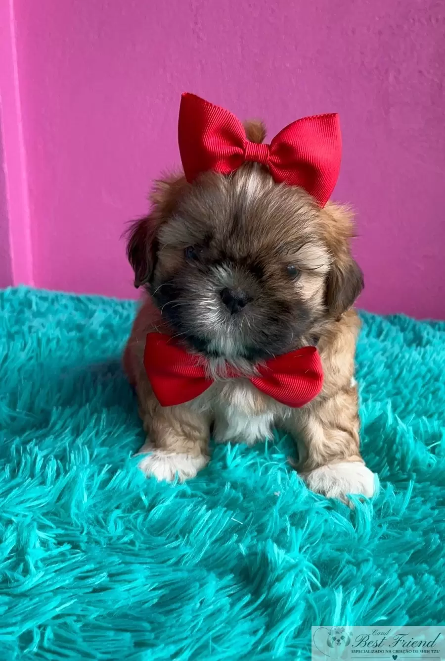 Shih Tzu macho pelagem caramelo
