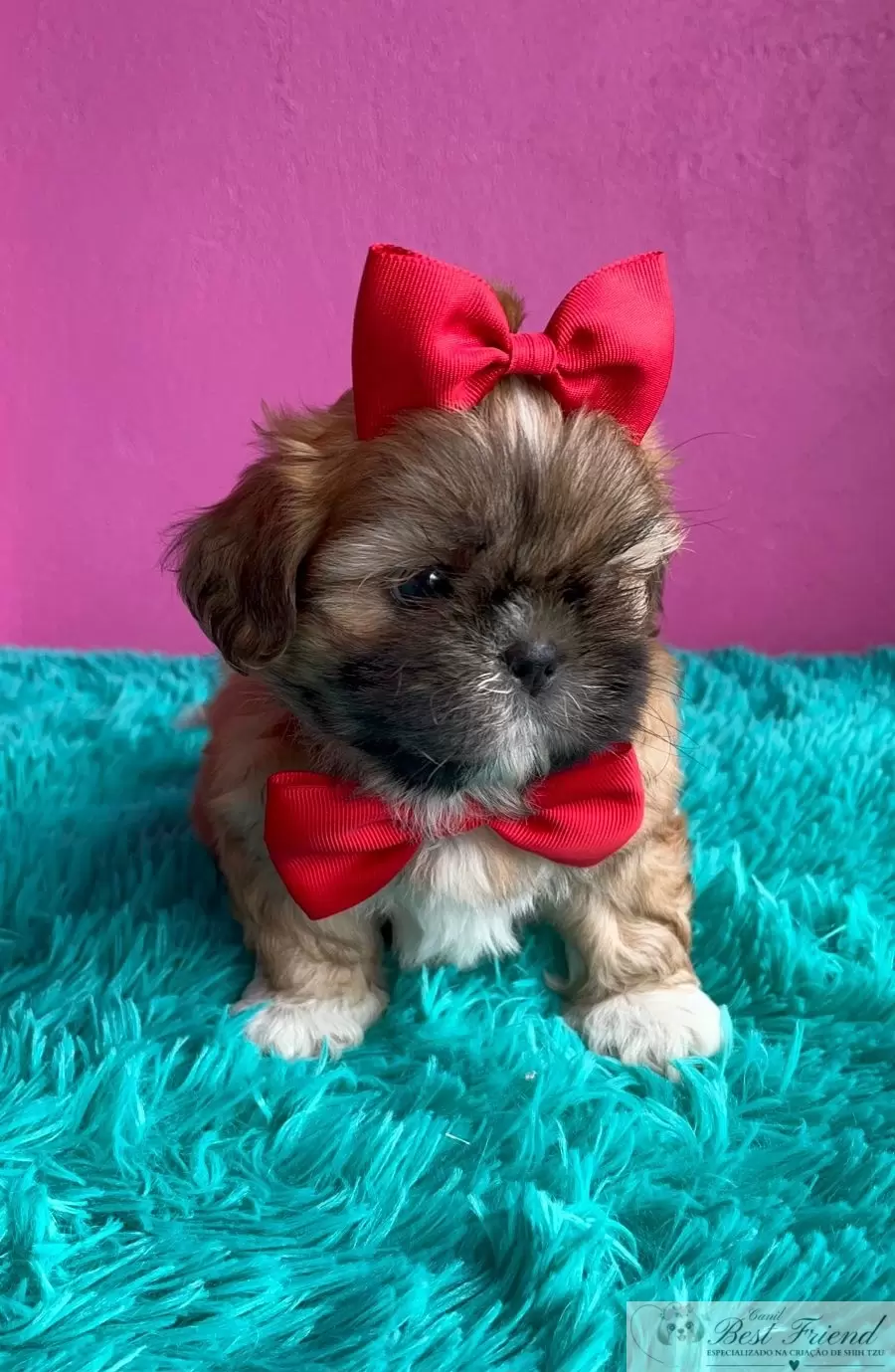 Shih Tzu macho pelagem caramelo