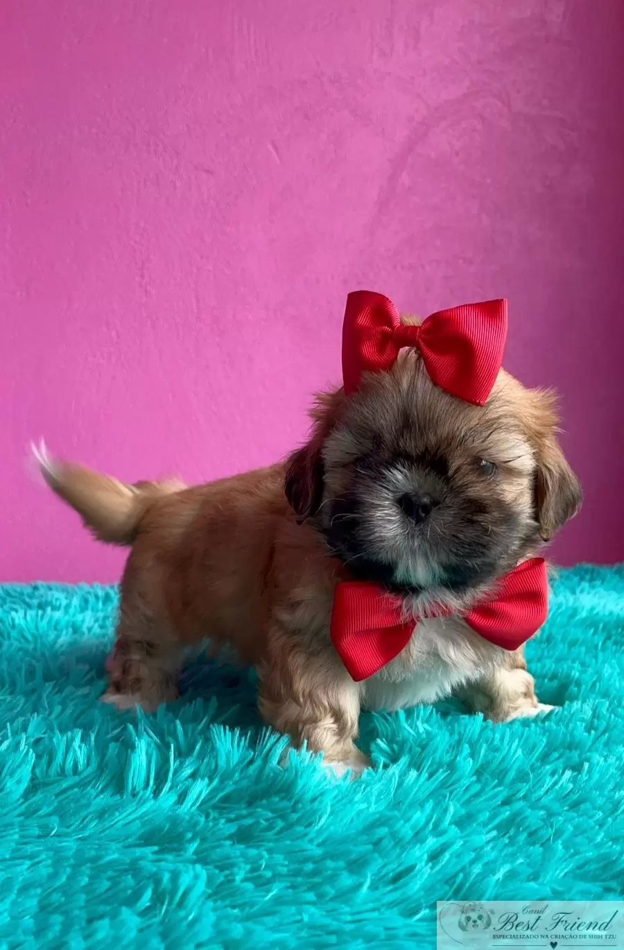 Shih Tzu macho pelagem caramelo
