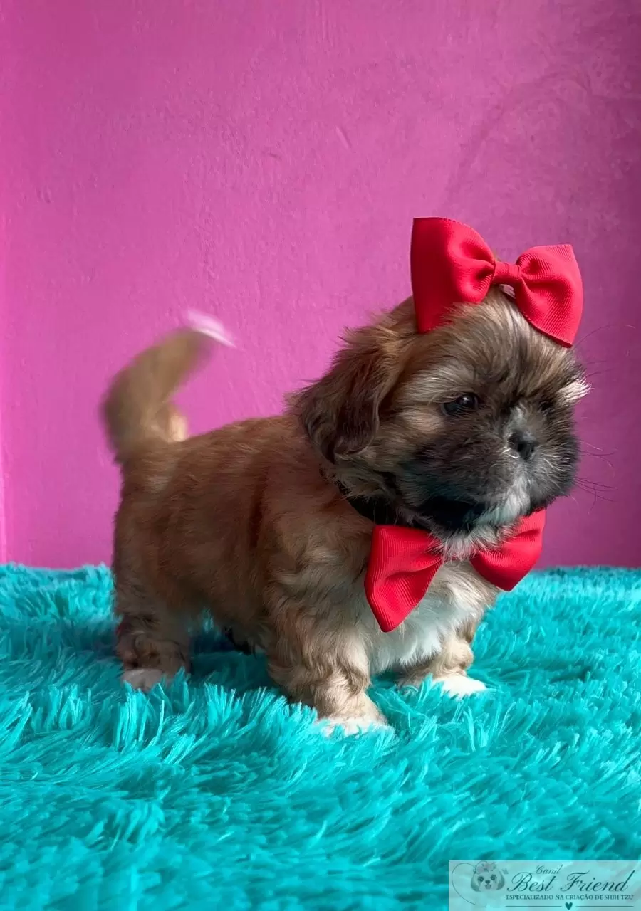 Shih Tzu macho pelagem caramelo