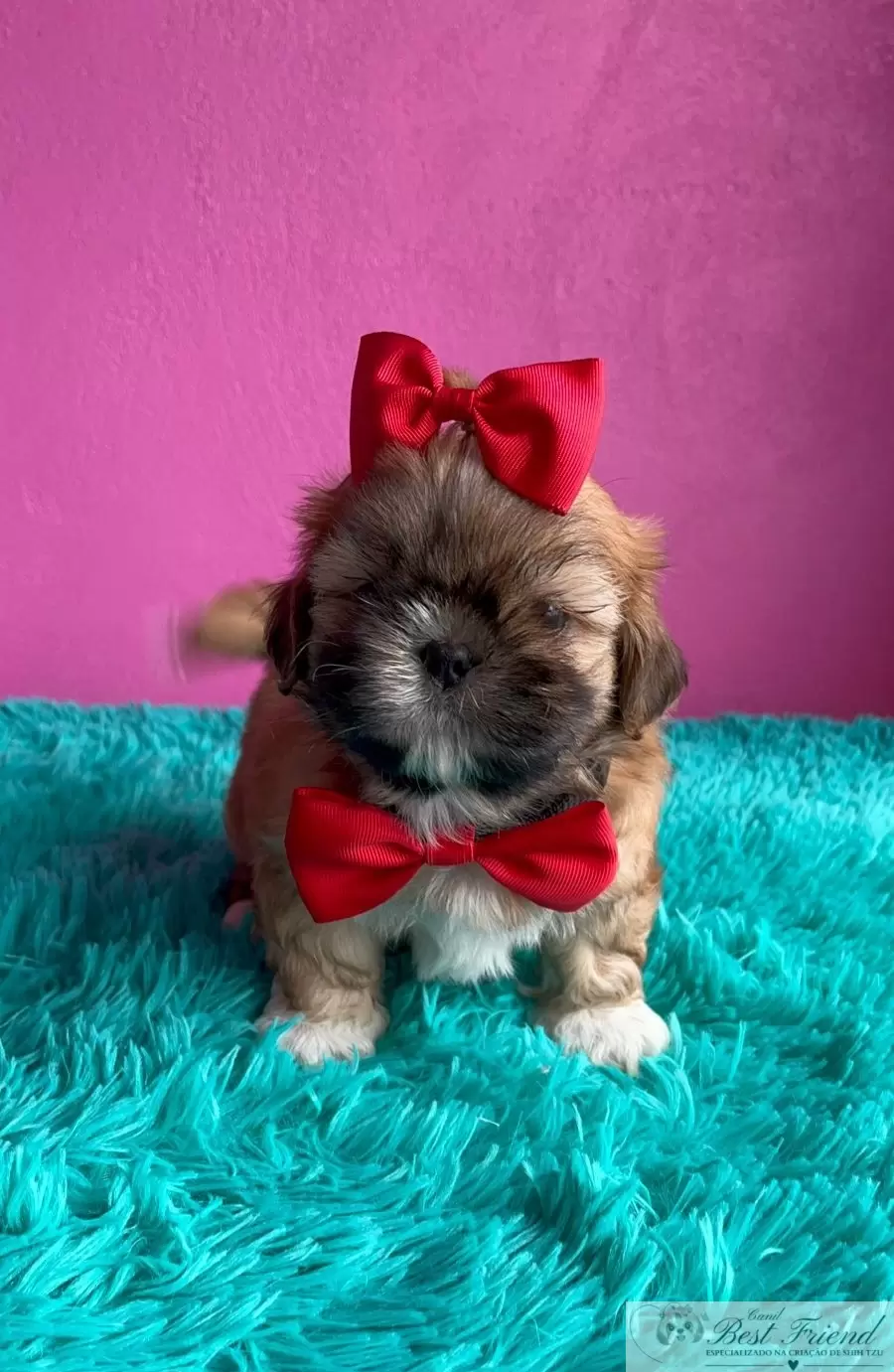 Shih Tzu macho pelagem caramelo