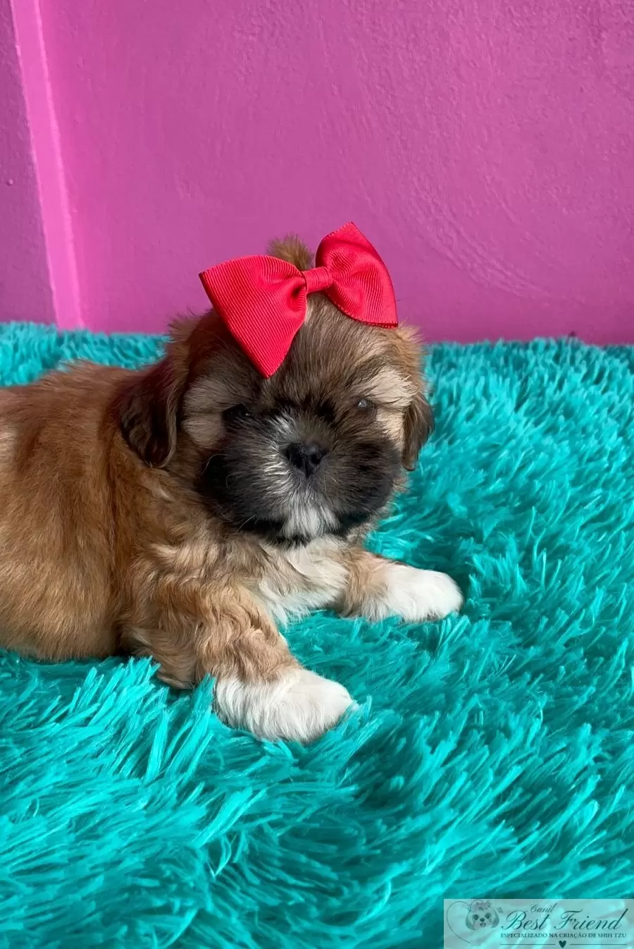 Shih Tzu macho pelagem caramelo