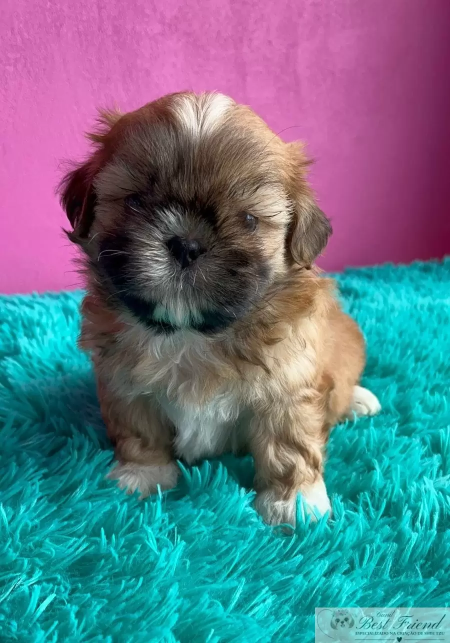 Shih Tzu macho pelagem caramelo