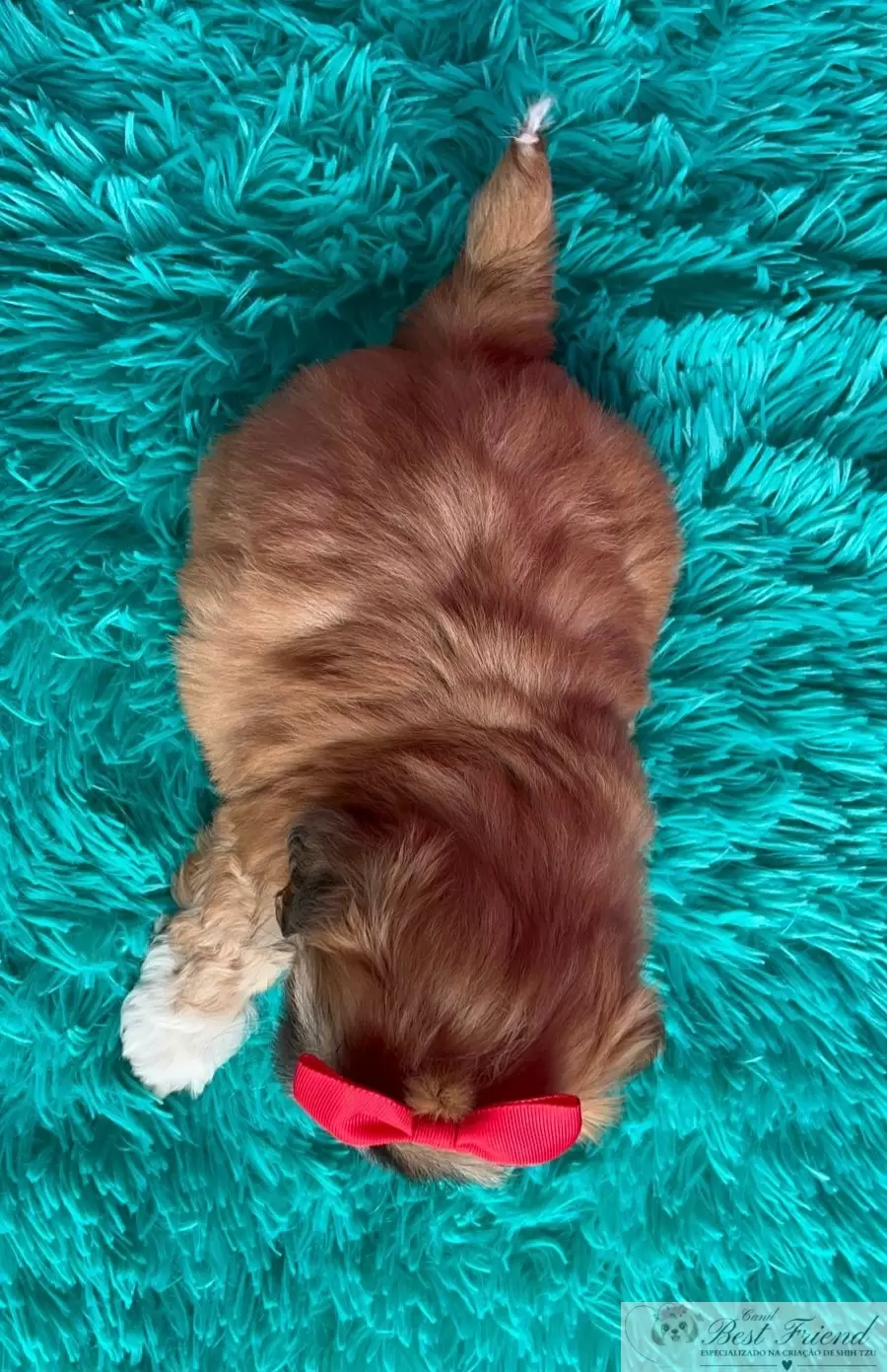 Shih Tzu macho pelagem caramelo