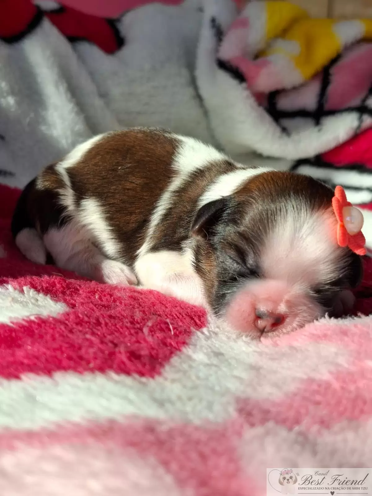 Filhote de Shih Tzu femea, pelagem tricolor