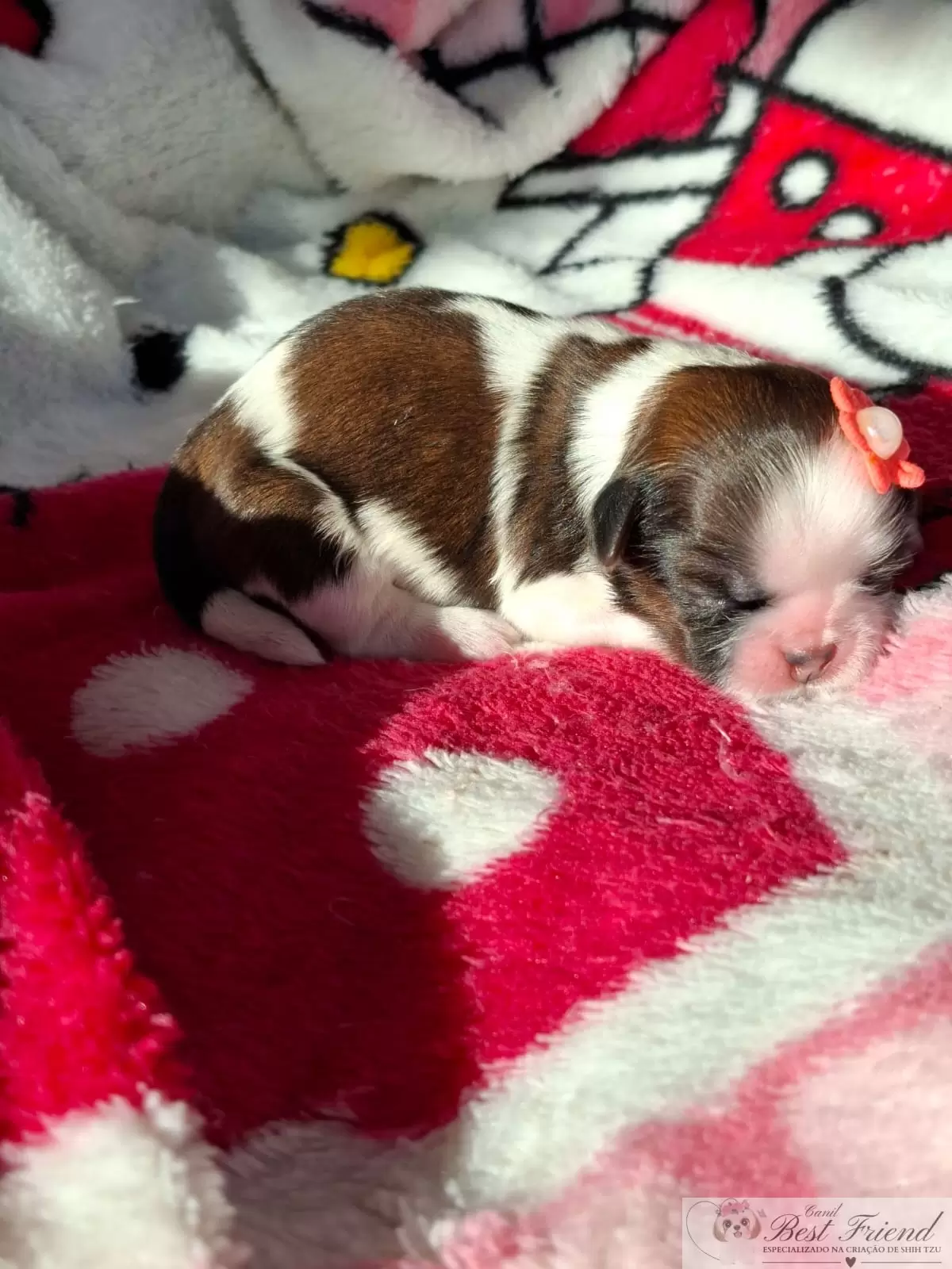 Filhote de Shih Tzu femea, pelagem tricolor