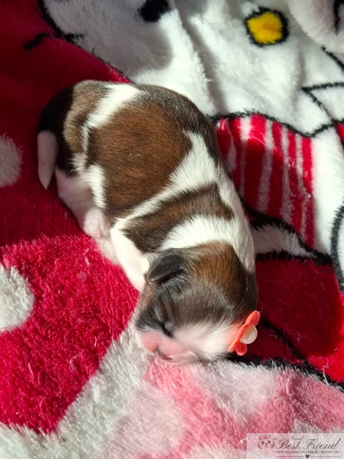 Filhote de Shih Tzu femea, pelagem tricolor