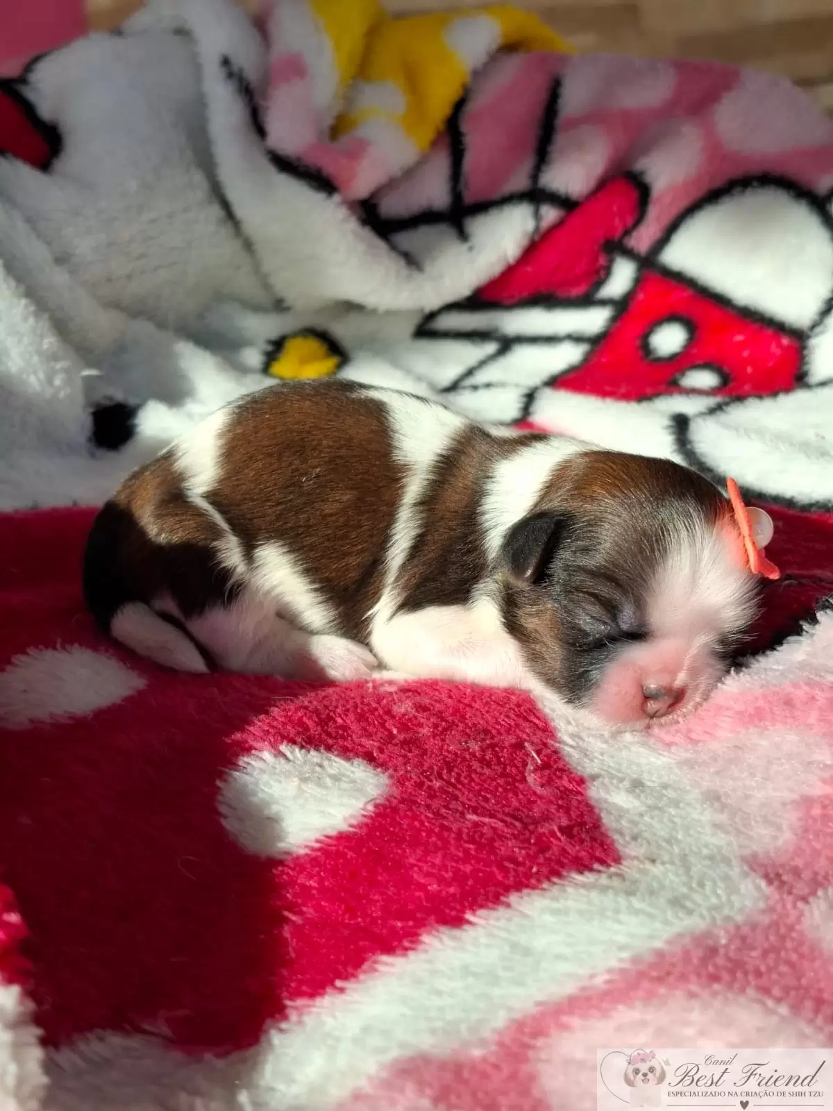 Filhote de Shih Tzu femea, pelagem tricolor