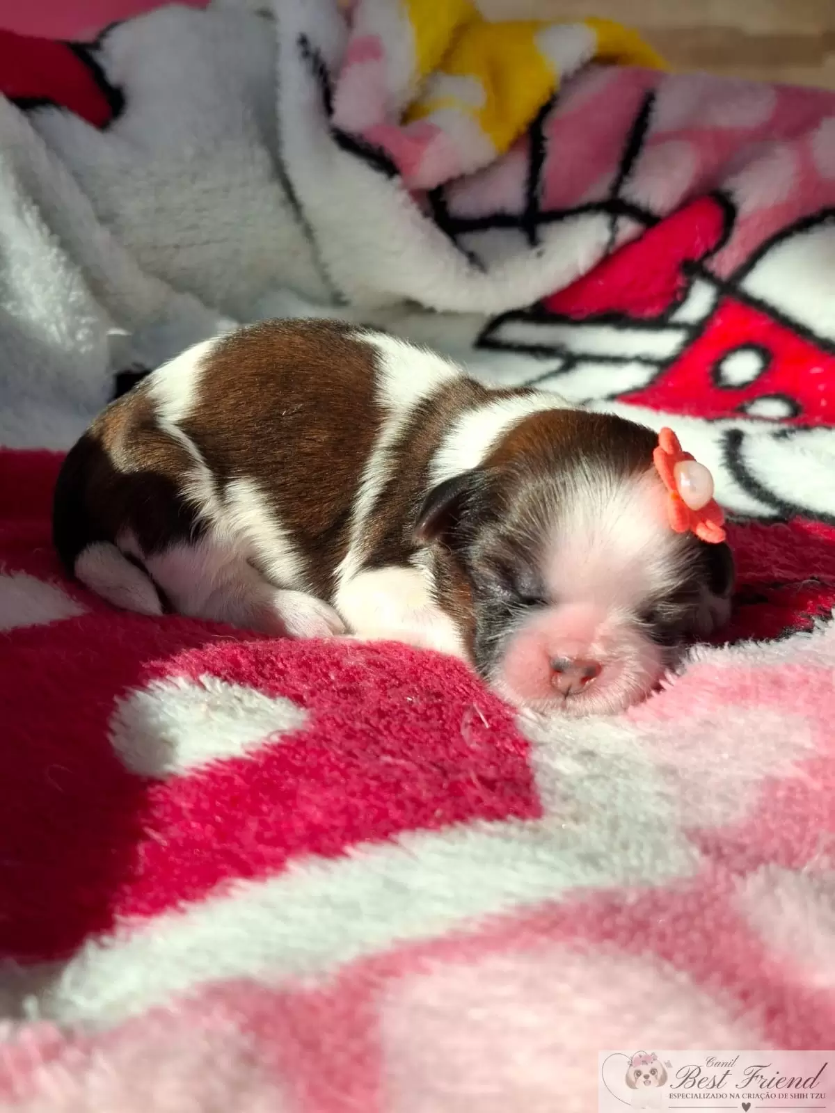 Filhote de Shih Tzu femea, pelagem tricolor