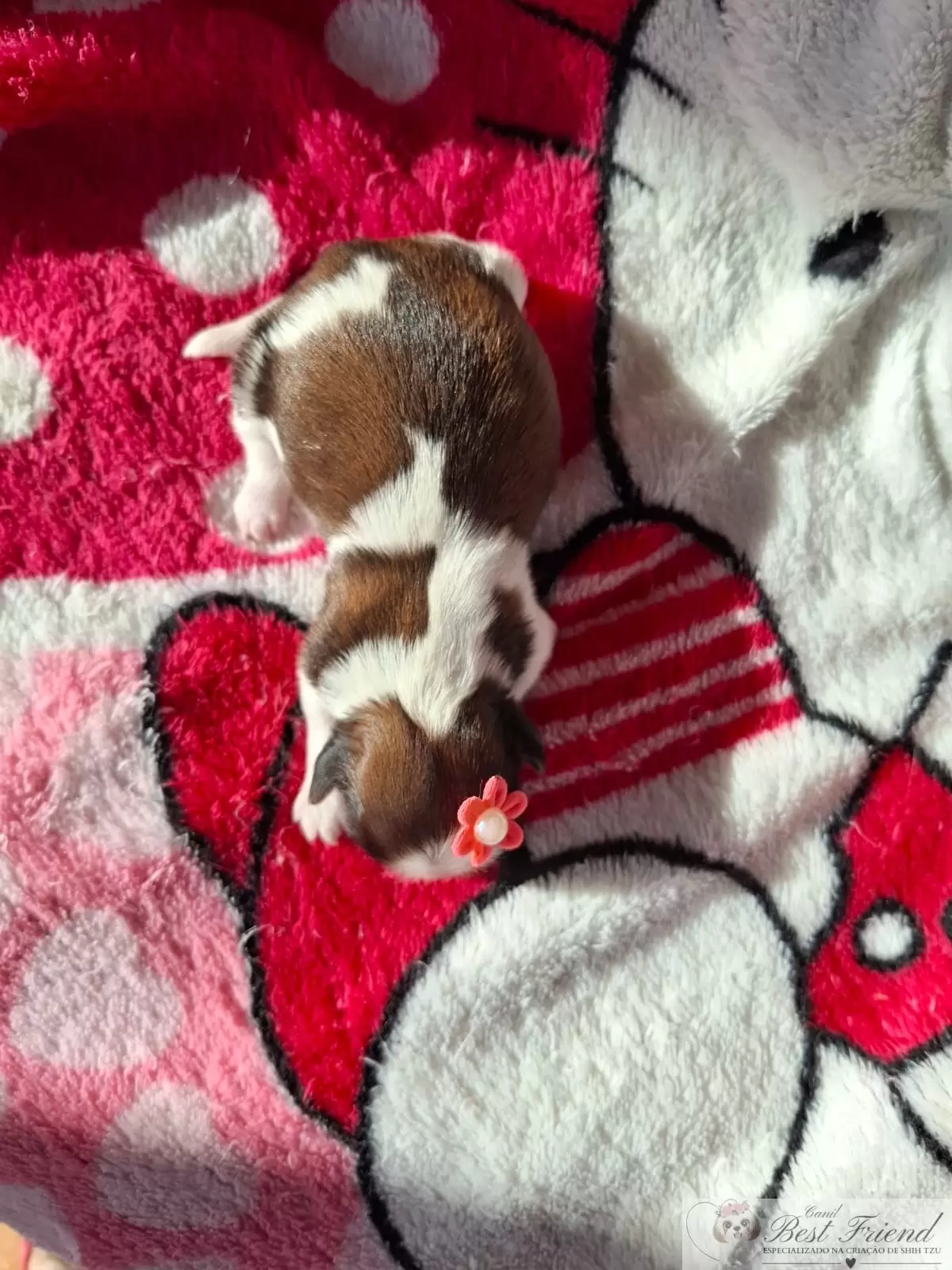 Filhote de Shih Tzu femea, pelagem tricolor