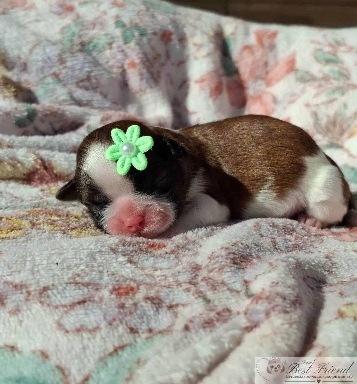 Filhote de Shih Tzu femea, pelagem tricolor 0002