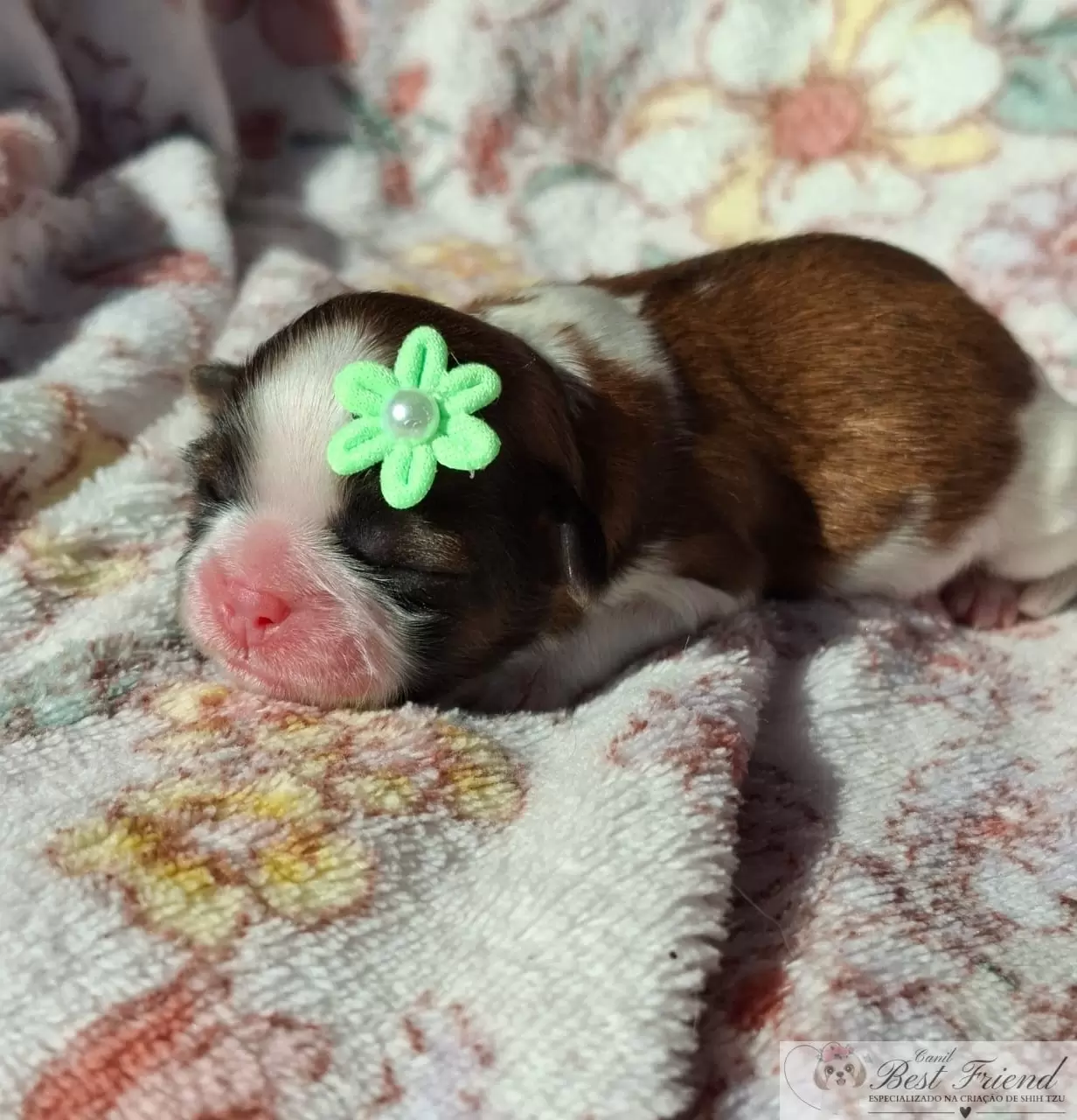 Filhote de Shih Tzu femea, pelagem tricolor 0002