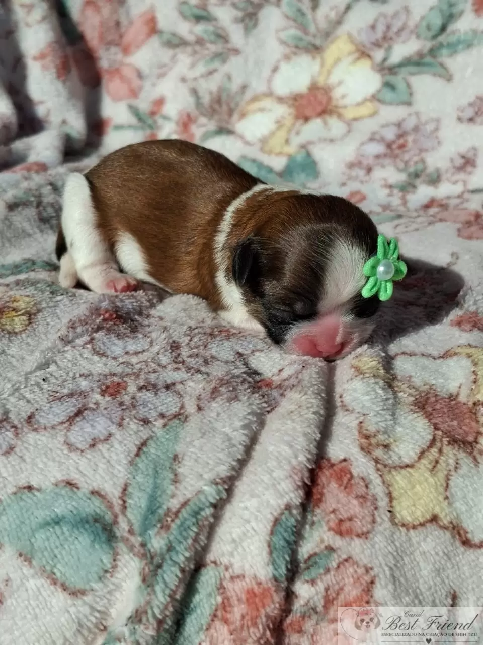 Filhote de Shih Tzu femea, pelagem tricolor 0002
